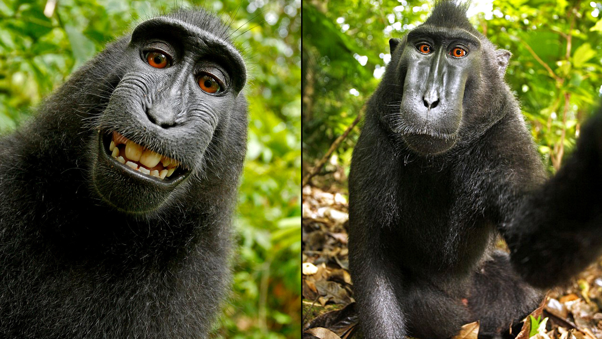 Kết luận về bức ảnh ‘Chú khỉ tự sướng’ và câu chuyện bản quyền 1