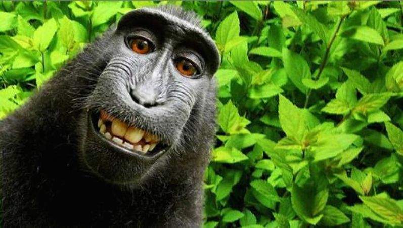 Kết luận về bức ảnh ‘Chú khỉ tự sướng’ và câu chuyện bản quyền 1