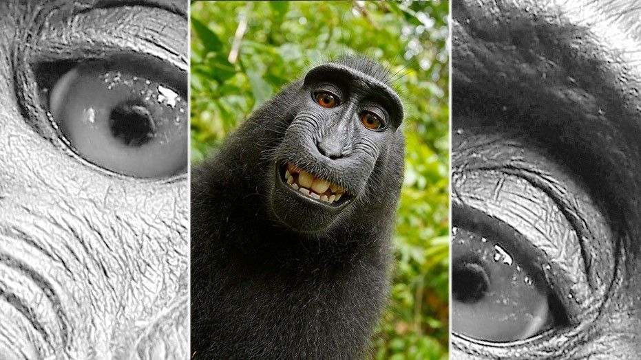 Kết luận về bức ảnh ‘Chú khỉ tự sướng’ và câu chuyện bản quyền 2