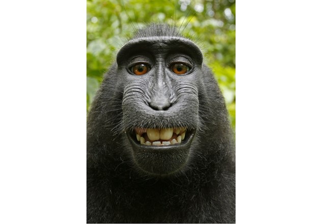 Kết luận về bức ảnh ‘Chú khỉ tự sướng’ và câu chuyện bản quyền 3