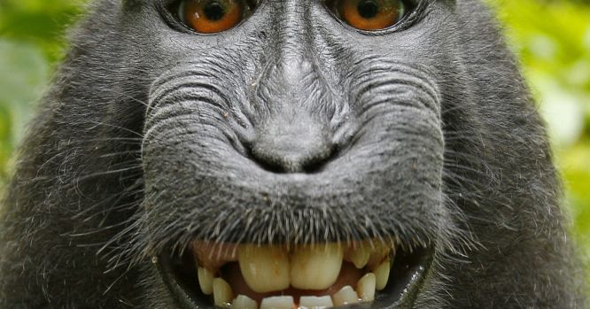Kết luận về bức ảnh ‘Chú khỉ tự sướng’ và câu chuyện bản quyền 4